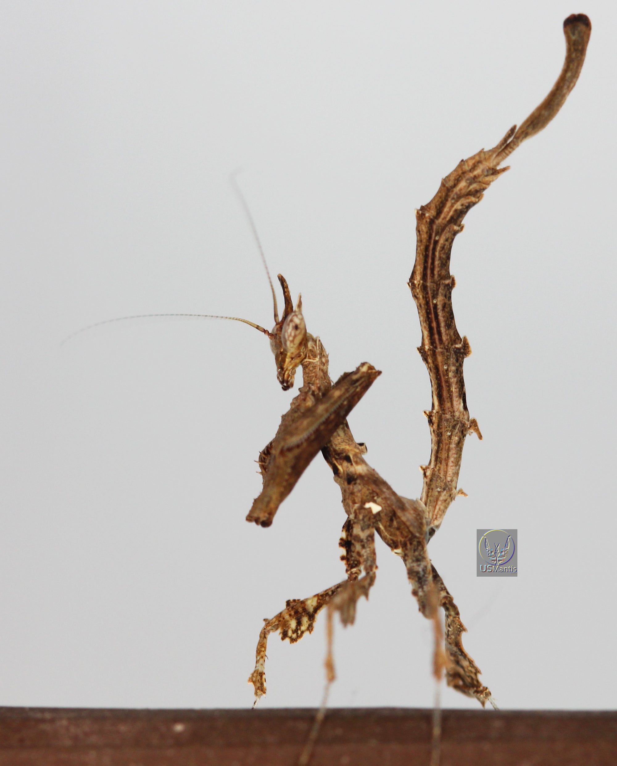 Stenophylla lobivertex "Dragon Mantis" - USMANTIS
