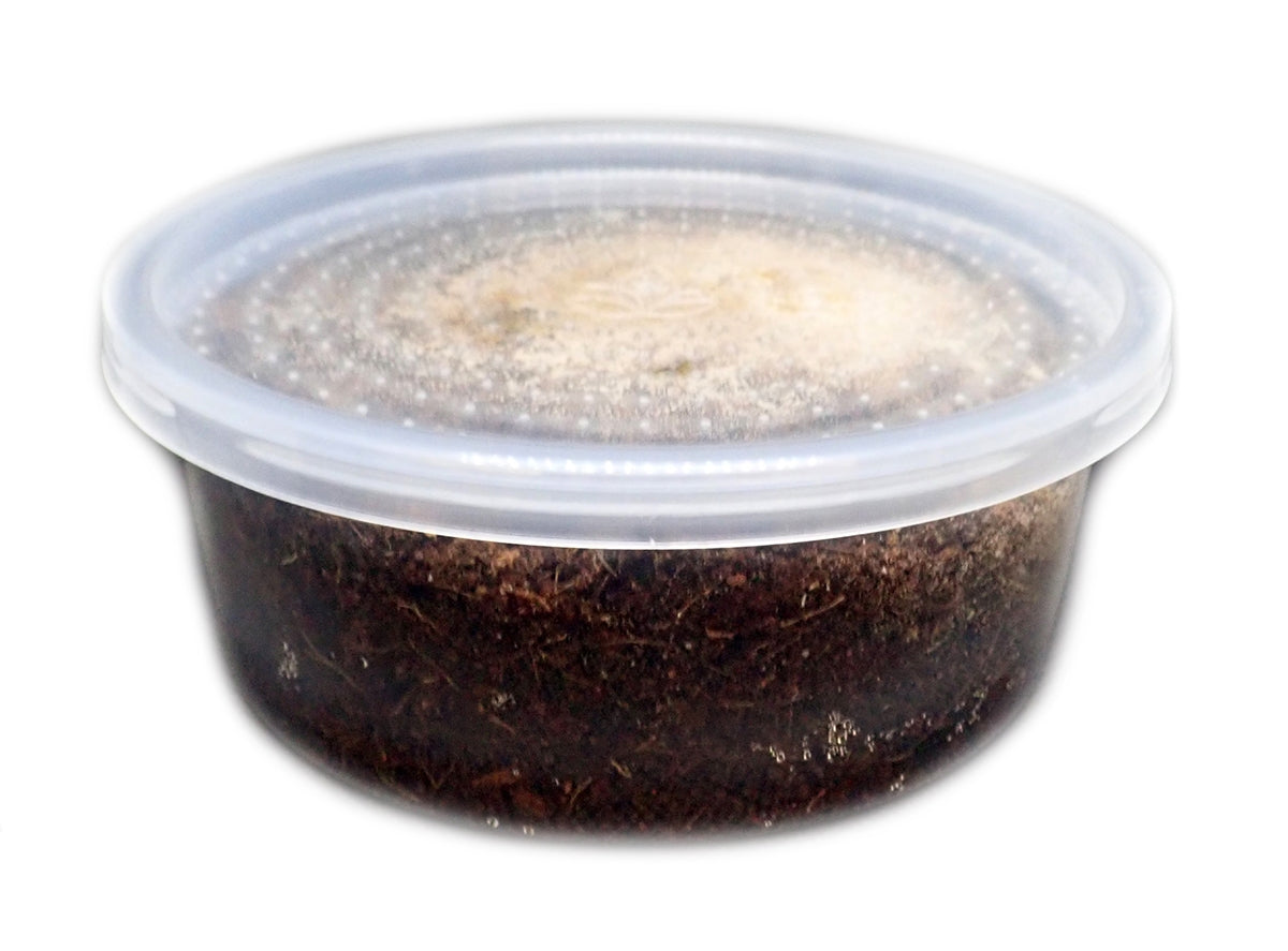 Springtails Bio-active Cleaners and feeders for your habitats - USMANTIS