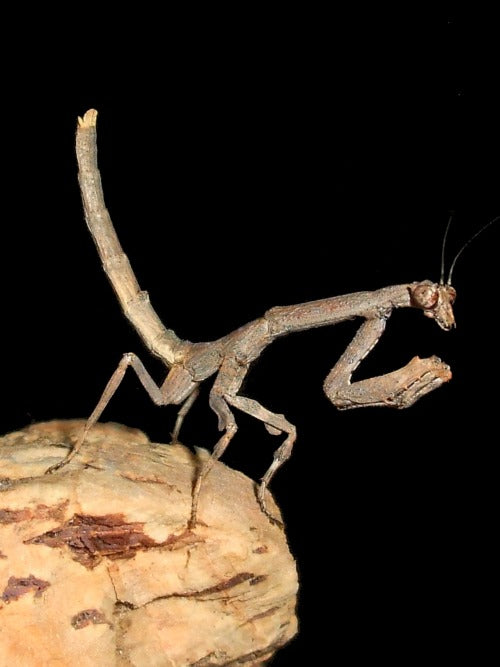 Popa spurca “African Twig mantis” - USMANTIS