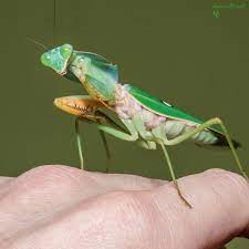 Rhombodera stalli Giant Shield Mantis - USMANTIS