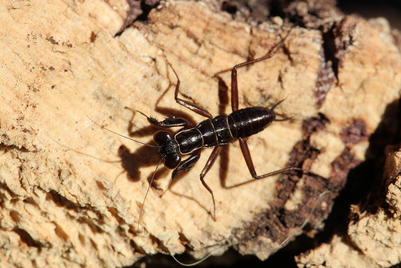 Metallyticus violaceous - USMANTIS