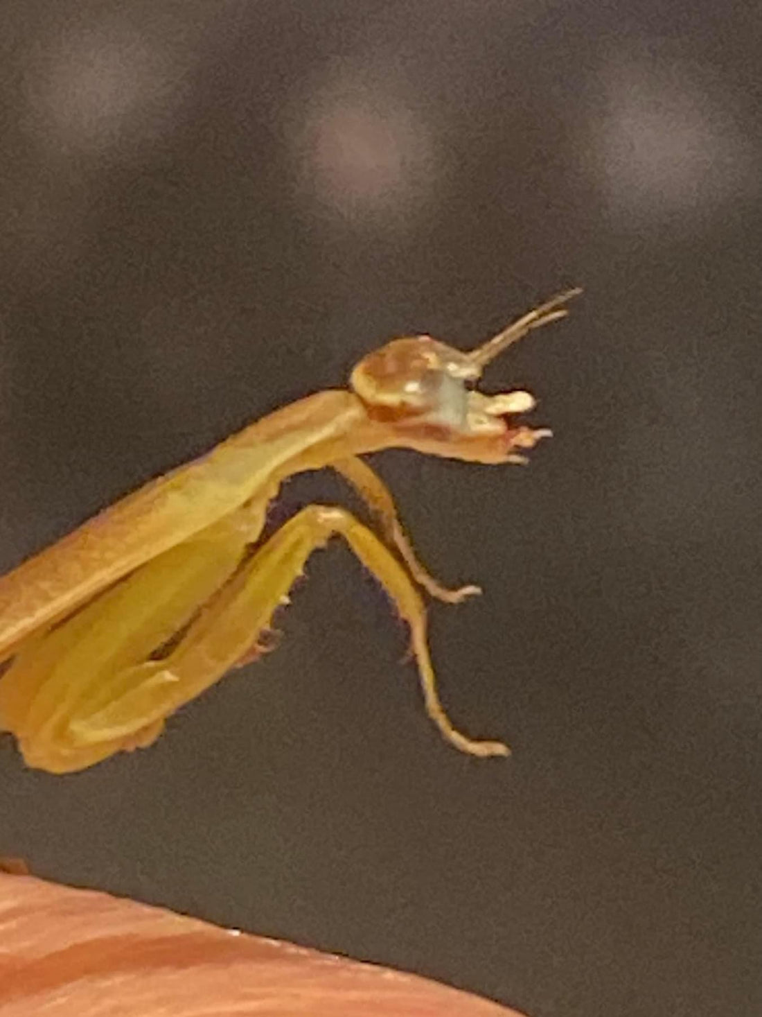 Feeders best practices for mantis NO Crickets