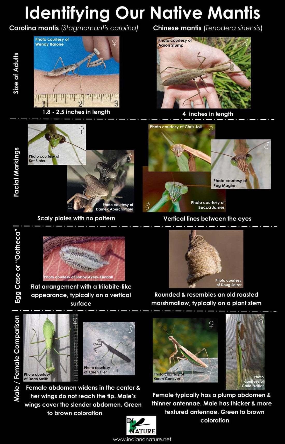 Identifying Domestic species