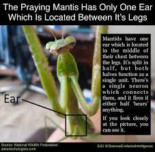 How Praying Mantises Hear: One ear