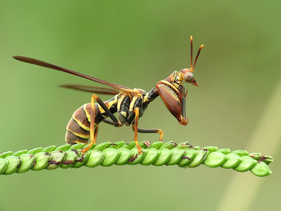 Mantis fly Mantispidae, very special insect