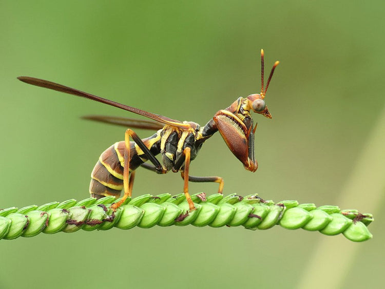 Mantis fly Mantispidae, very special insect – USMANTIS