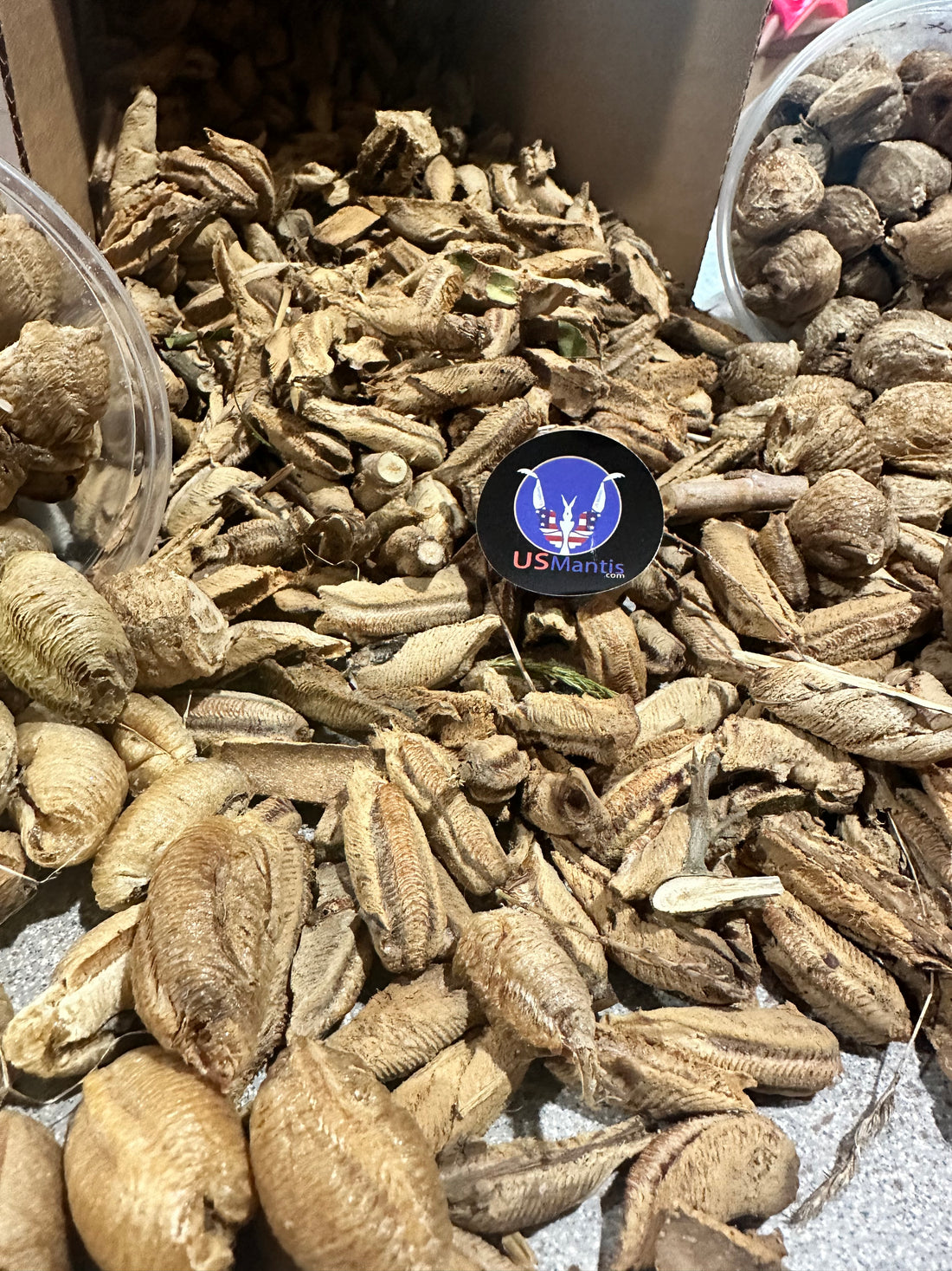 We buy mantis!