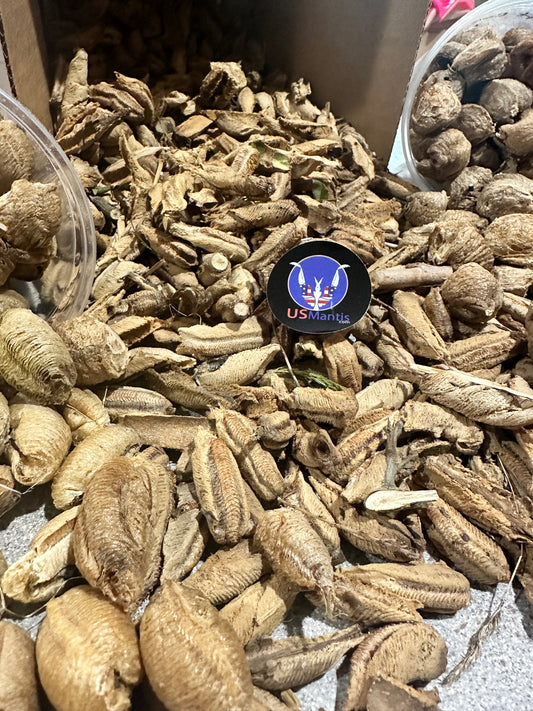 We buy mantis!