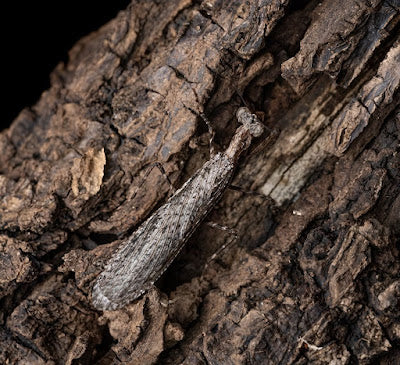 Inimia nat- New species of praying mantis discovered 2023