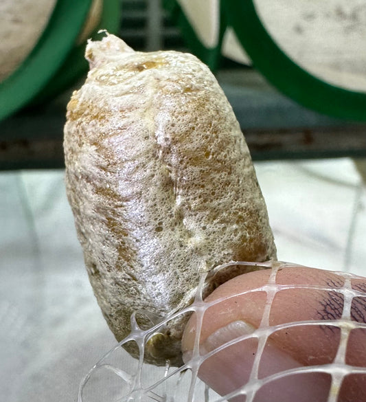 Ootheca Life Cycle Praying Mantis Egg
