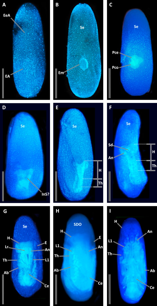 How to determine if the ooth fertile