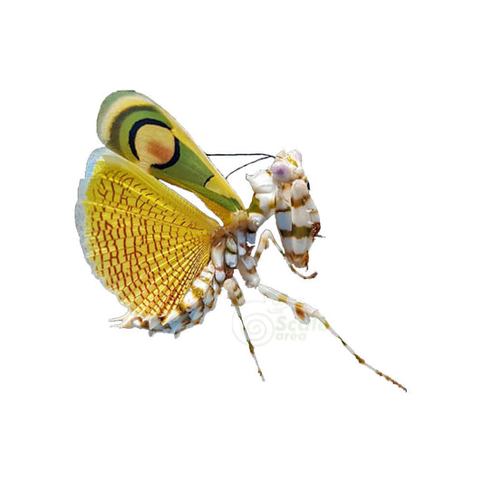 Usmantis News updates