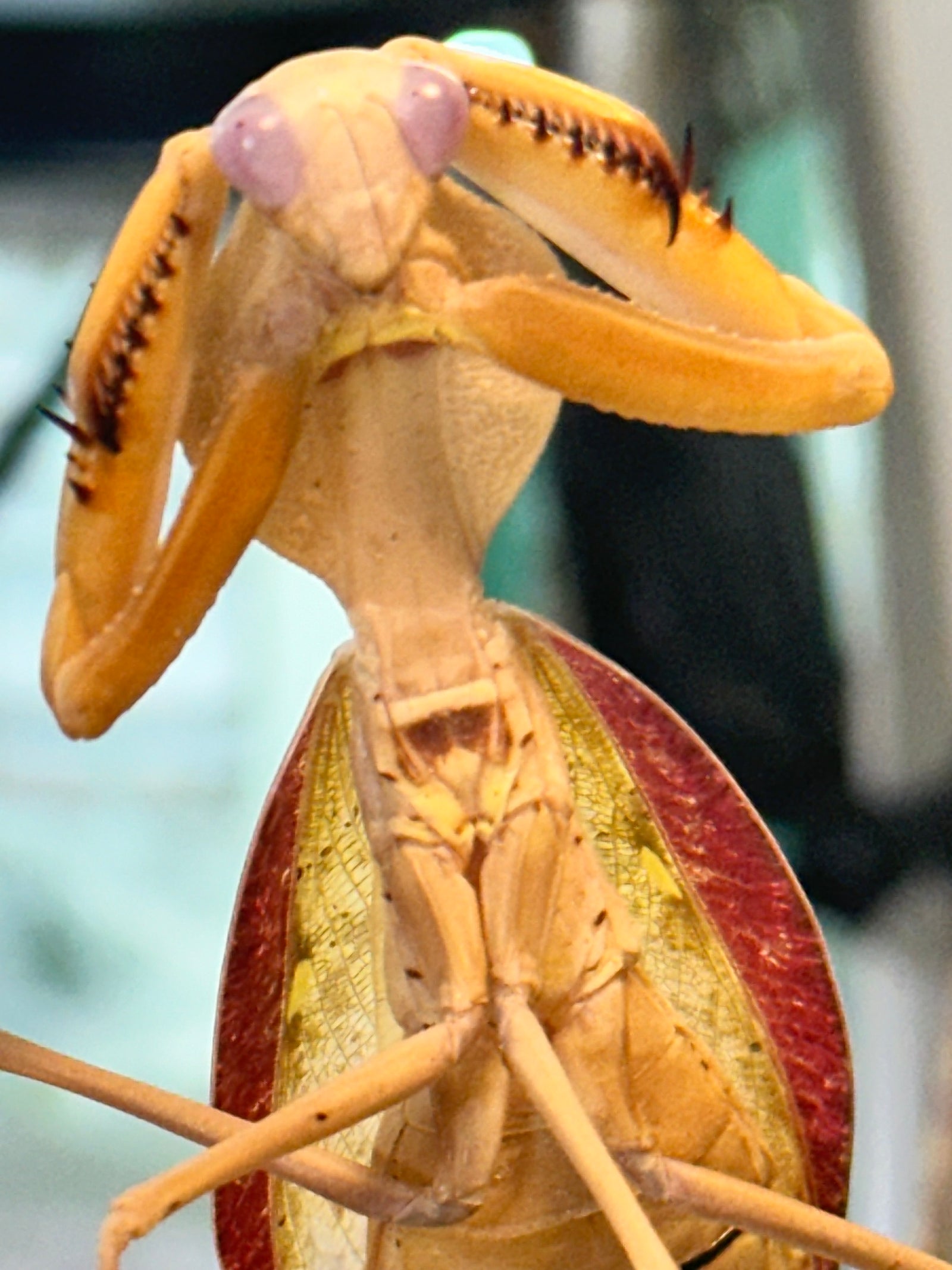 Mantis fly Mantispidae, very special insect - USMANTIS