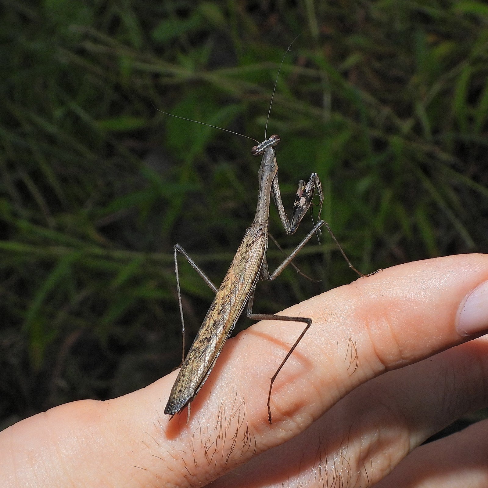 How Praying Mantises Hear: One ear - USMANTIS