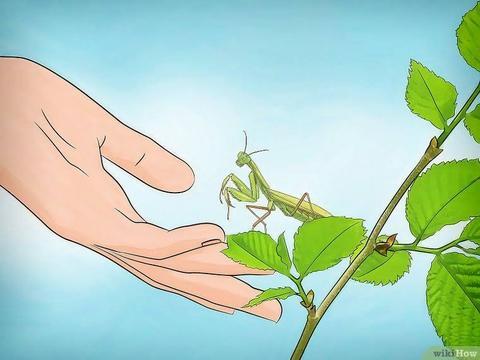 Back to School Pets Praying Mantis Dormitory