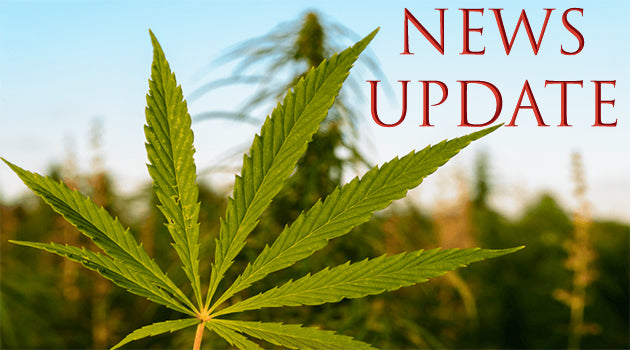 Friendly Bugs For Cannabis Plants – The Ghost Mantis