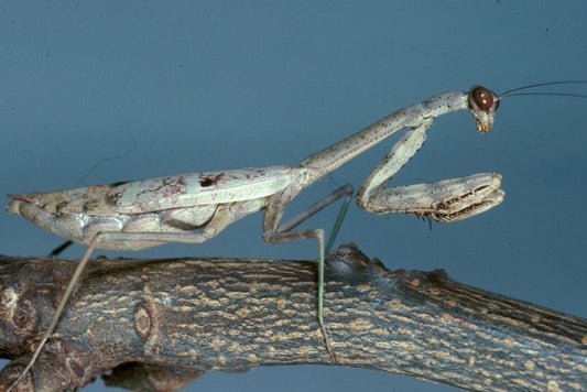 Praying Mantis Care Lifespan, Growth and Molting Mis-molting