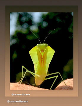 Can praying mantis learn?