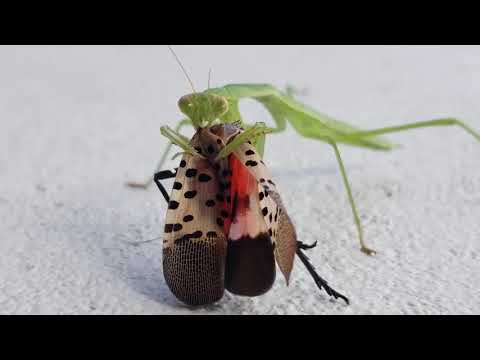 This bug is Lantern fly worst enemy