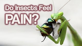 Is it time for insect researchers to consider their subjects’ welfare?