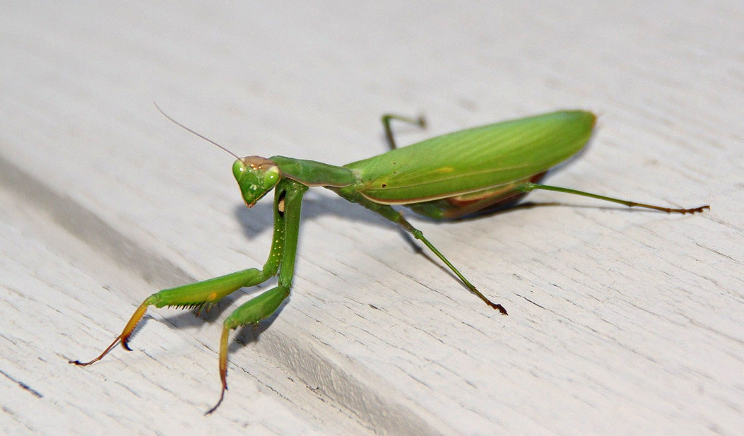 Determining the sex of a praying mantis