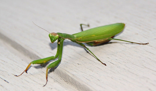 Determining the sex of a praying mantis