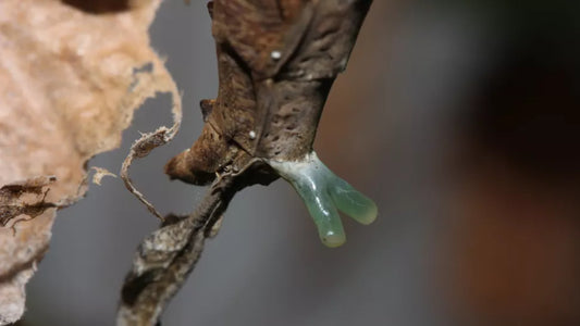 Stenophylla lobivertex  unknown pheromone gland of female