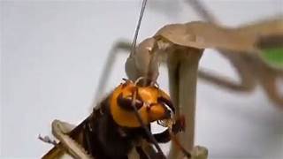 Mantis eating murder hornet