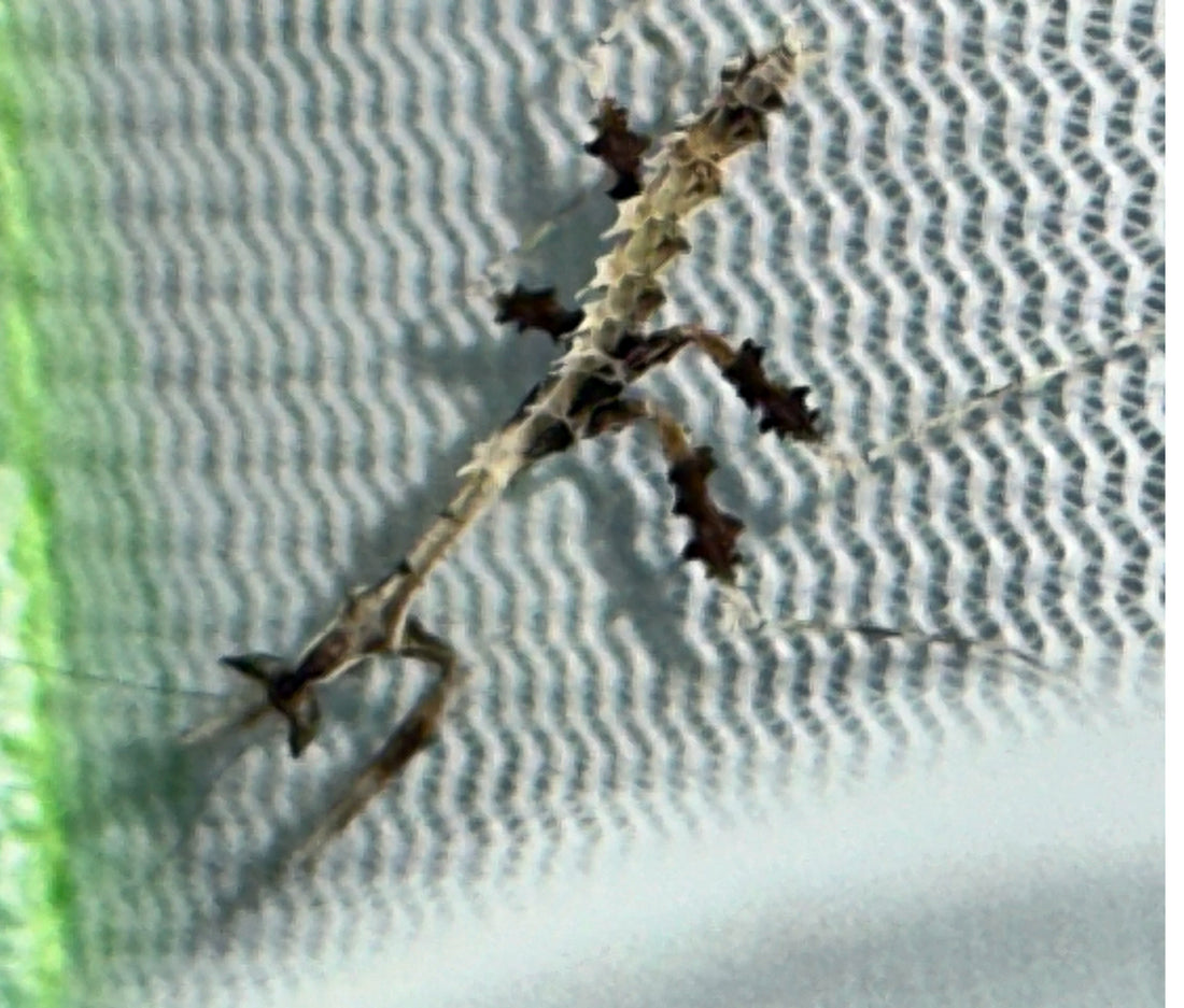 Toxodera