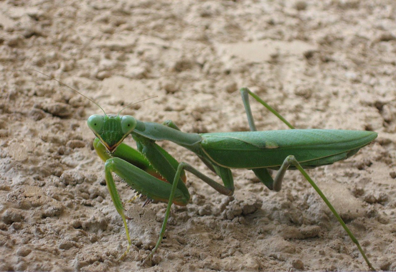 Genus Sphodromantis "Giant African mantis"
