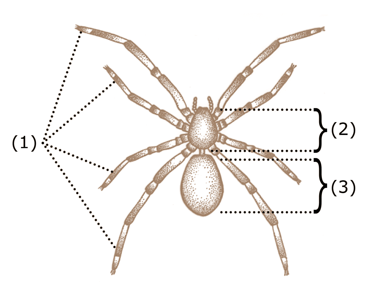 Arachnids Spiders Scorpions and Tarantulas, Jumping Spiders Sale!