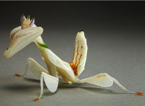 Hymenopus "Orchid Flower Mantis"
