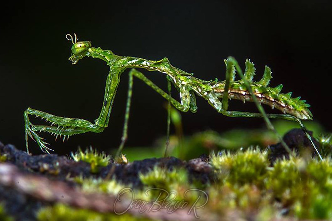 Moss Lichen Praying Mantis Species