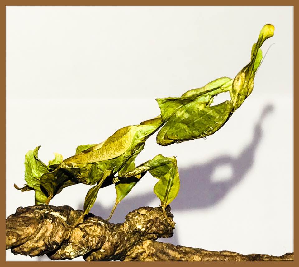 Praying mantis Insects and Extraordinary Pets. Educational