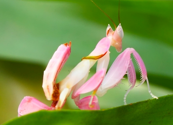 Praying mantis Insects and Extraordinary Pets. Educational