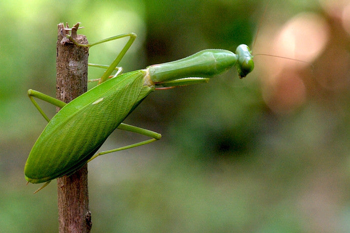 Macromantis Mantis religiosa gigante