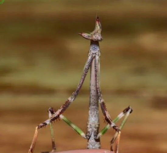 Communal specie mantids that can live together in groups