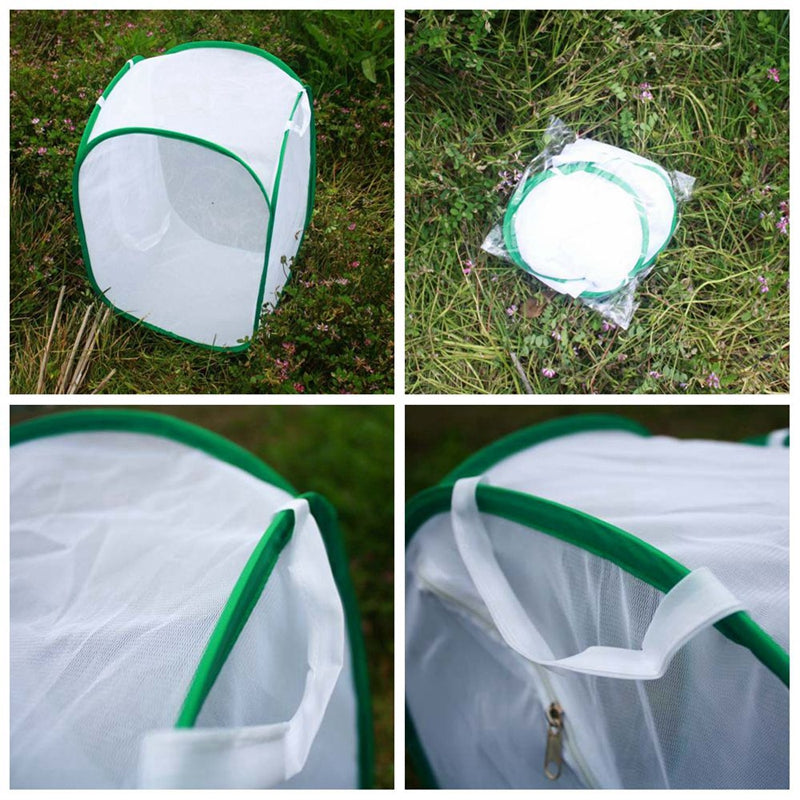 Kits de mantis religiosa: ¡todo lo que necesitas!