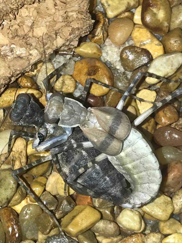 Genus Eremiaphila mantis