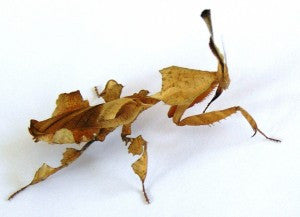 Praying Mantis