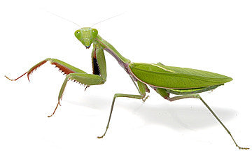 Genus Hierodula giant Asian mantis