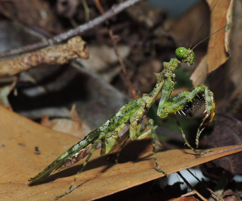 Genus Majangella "moss mantis"