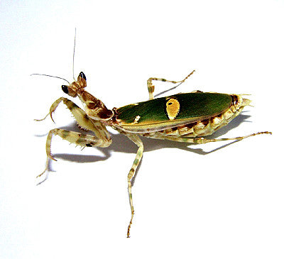 Creobroter "flower mantis"