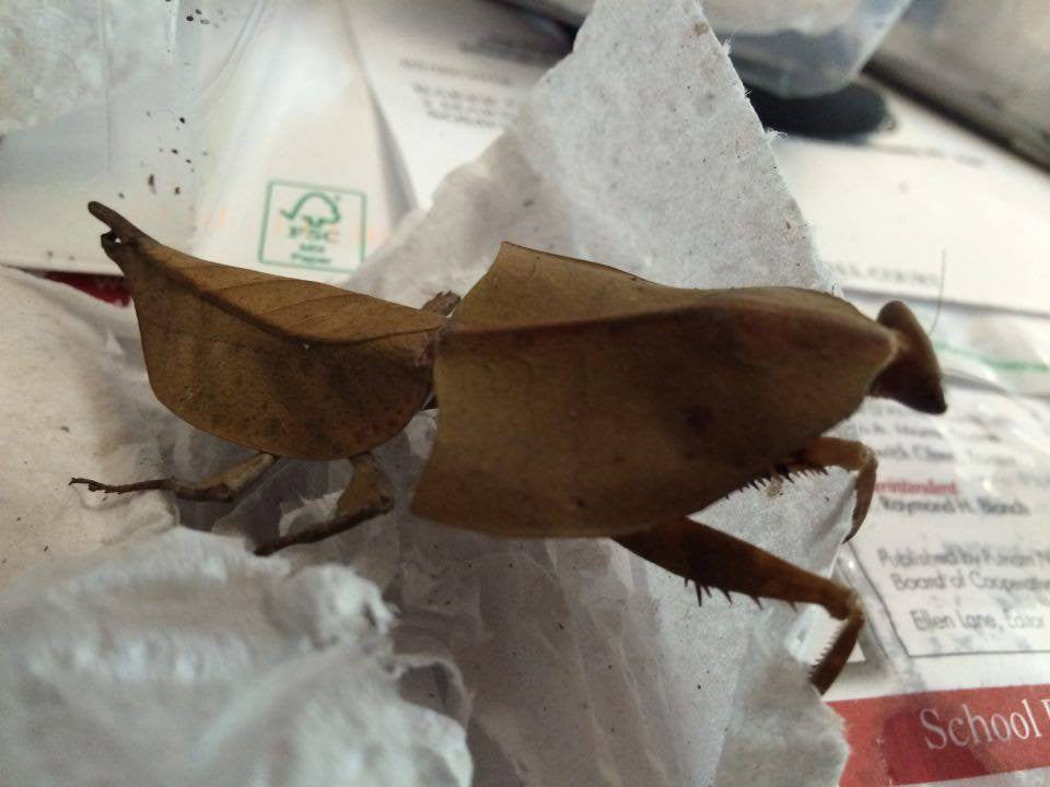 Deropatys species praying mantis "dead leaf"