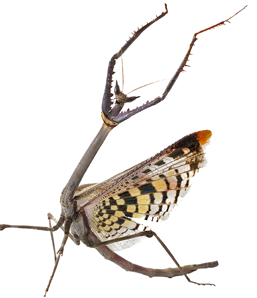 Stick, Twig, and Grass Praying Mantis Species