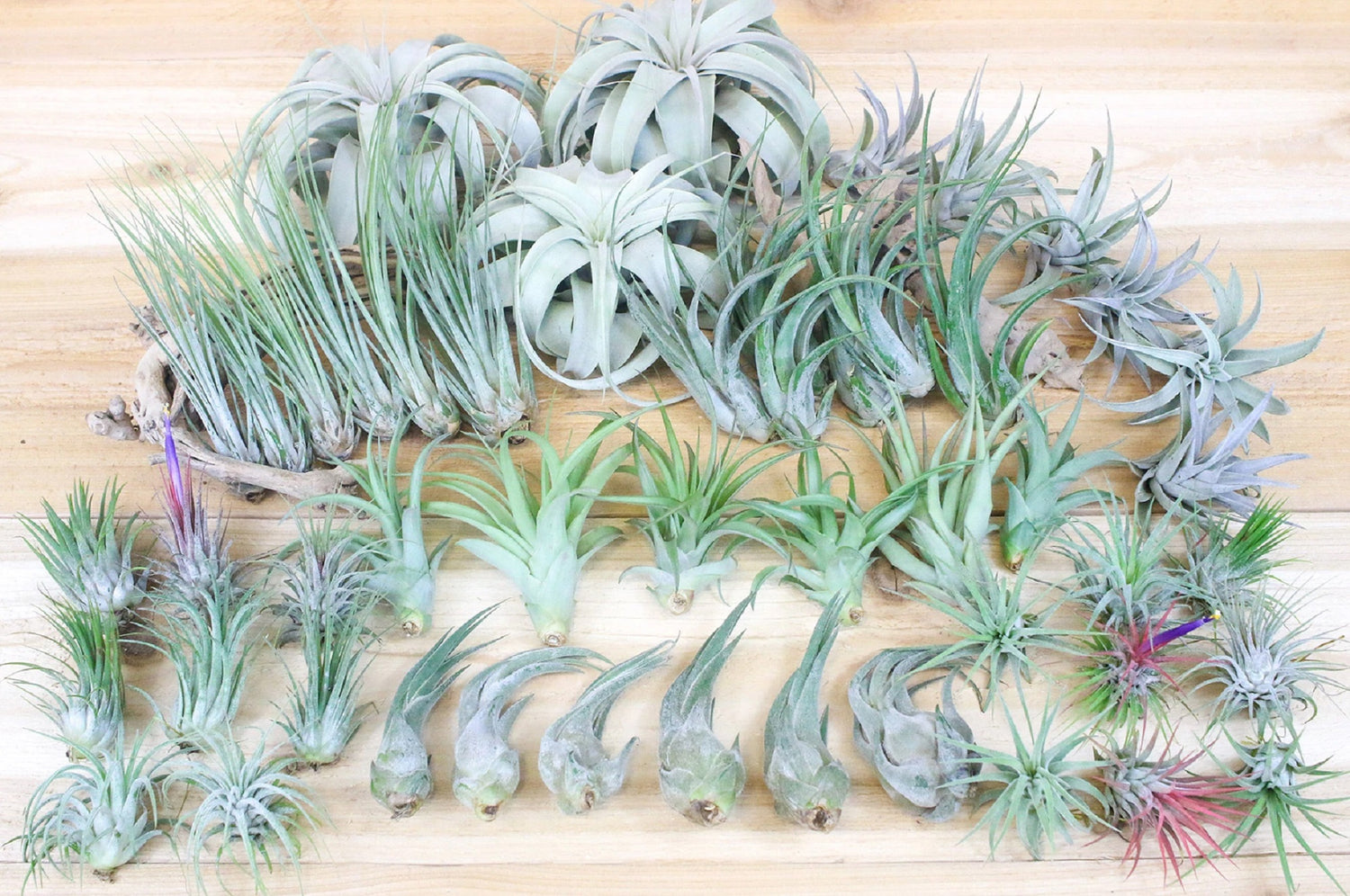 Live Air Plants bioactive