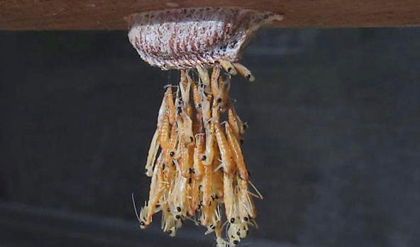 Cajas de huevos de mantis religiosa, venta de dientes En vivo