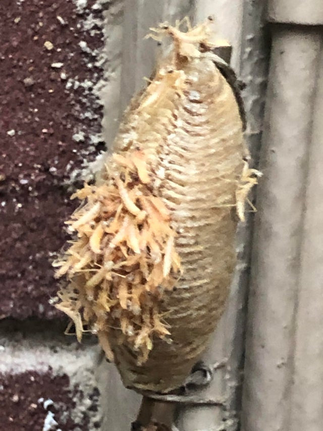 Pest control praying mantis