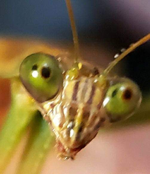 Mantis religiosa gigante a la venta