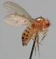 Live Feeder Insects